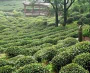 中坝村
